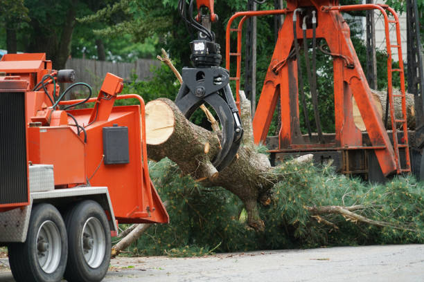 Clifton Knolls Mill Creek, NY Tree Removal Company